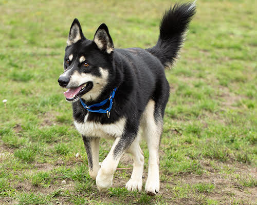 Little Bear, an adoptable Husky in Port Angeles, WA, 98363 | Photo Image 4