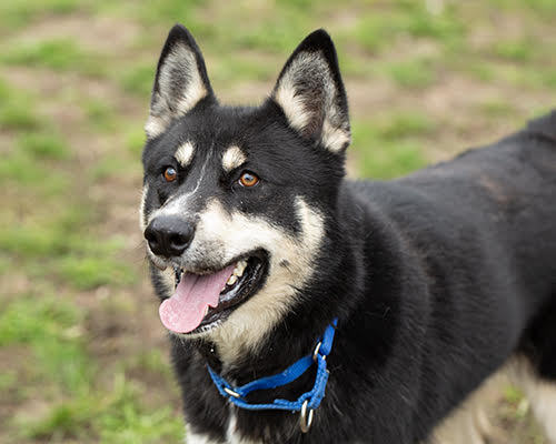 Little Bear, an adoptable Husky in Port Angeles, WA, 98363 | Photo Image 1