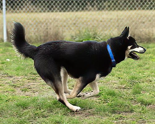 Little Bear, an adoptable Husky in Port Angeles, WA, 98363 | Photo Image 5