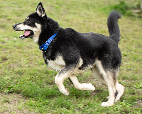 Little Bear, an adoptable Husky in Port Angeles, WA, 98363 | Photo Image 6