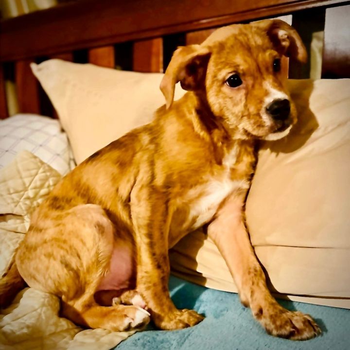 Hugh, an adopted Mountain Cur & Catahoula Leopard Dog Mix in Rochester, NY_image-3