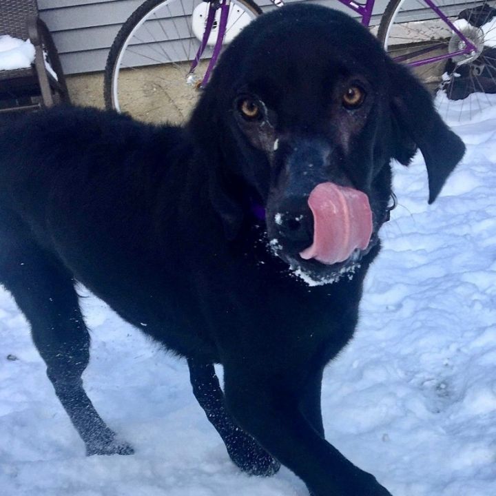 Yoshi, an adoptable Black Labrador Retriever & Flat-Coated Retriever Mix in Rochester, NY_image-4