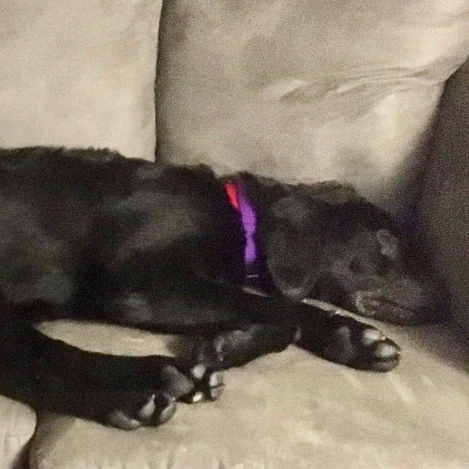Yoshi, an adoptable Black Labrador Retriever & Flat-Coated Retriever Mix in Rochester, NY_image-6