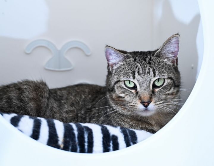 Penny, an adopted Tabby & Domestic Short Hair Mix in Chattanooga, TN_image-5