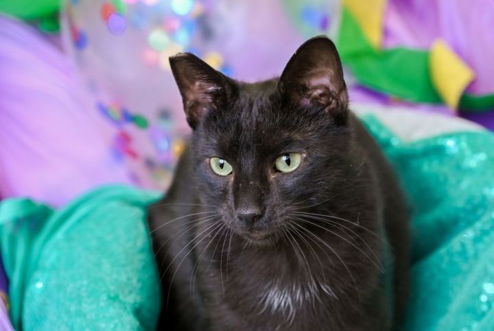 Kettle, an adopted Domestic Short Hair Mix in Chattanooga, TN_image-1