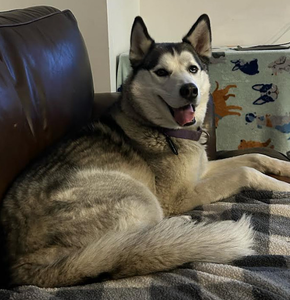 Tyr, an adoptable Husky in Brooklyn Center, MN, 55429 | Photo Image 1