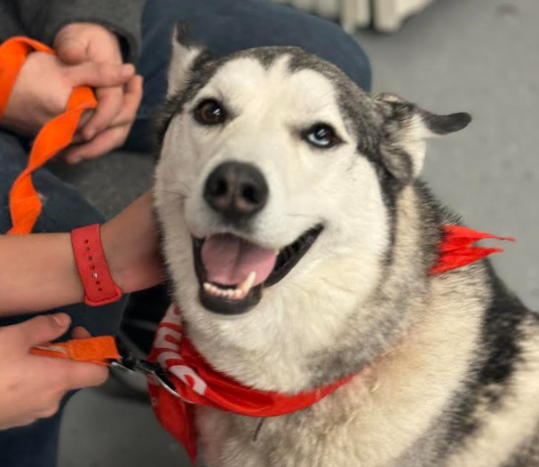 Tyr, an adoptable Husky in Brooklyn Center, MN, 55429 | Photo Image 3