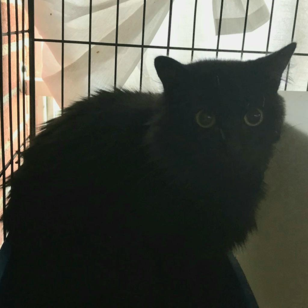 Midnight, an adoptable Domestic Long Hair in Hemet, CA, 92543 | Photo Image 2