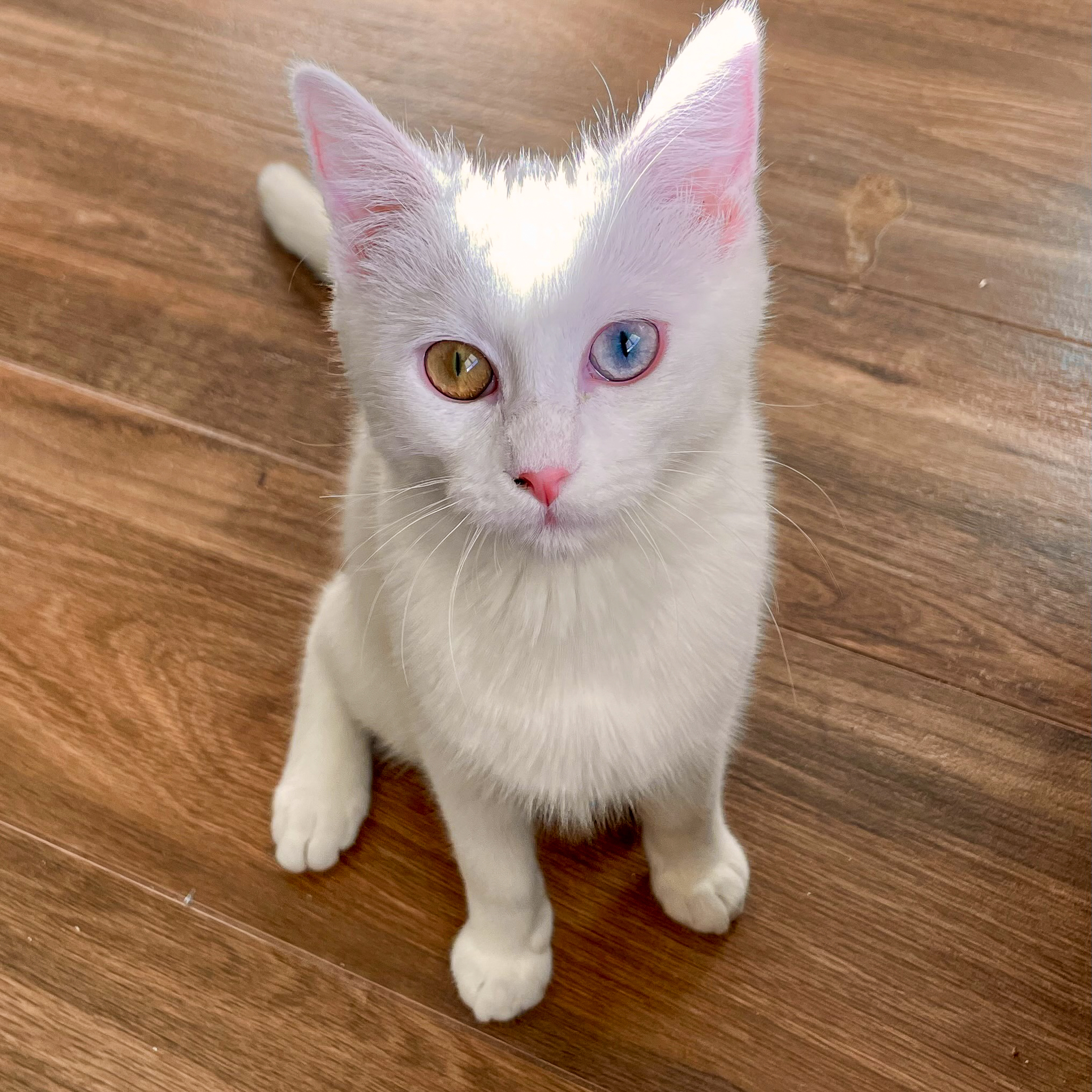 Weaslie, an adoptable Domestic Short Hair in Santa Fe, NM, 87501 | Photo Image 3