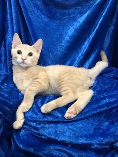 Thomas O'Malley, an adoptable Bengal, Exotic Shorthair in Gainesville, FL, 32614 | Photo Image 2