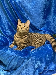 Saturn, an adoptable Bengal in Gainesville, FL, 32614 | Photo Image 1