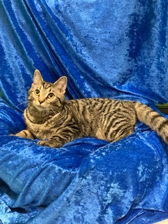 Saturn, an adoptable Bengal in Gainesville, FL, 32614 | Photo Image 2