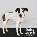 A378531's profile on Petfinder.com