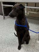 NEPHTHYS's profile on Petfinder.com