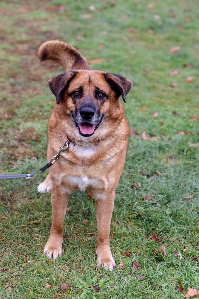 Apollo, an adoptable German Shepherd Dog, Chow Chow in Franklin, PA, 16323 | Photo Image 1