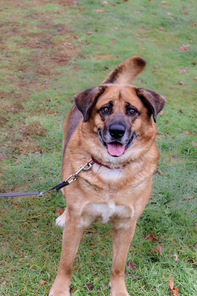 Apollo, an adoptable German Shepherd Dog, Chow Chow in Franklin, PA, 16323 | Photo Image 2
