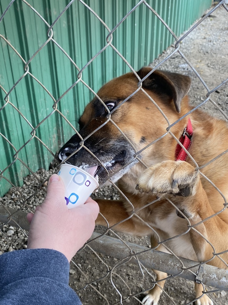 Apollo, an adoptable German Shepherd Dog, Chow Chow in Franklin, PA, 16323 | Photo Image 3