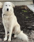 LUNES's profile on Petfinder.com