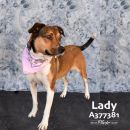 LADY's profile on Petfinder.com