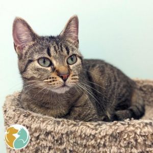 Pets for Adoption at Toledo Animal Rescue, in Toledo, OH | Petfinder
