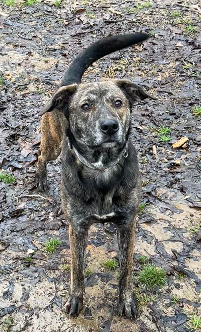 Toby, an adopted Mountain Cur & Shepherd Mix in Tuscaloosa, AL_image-2