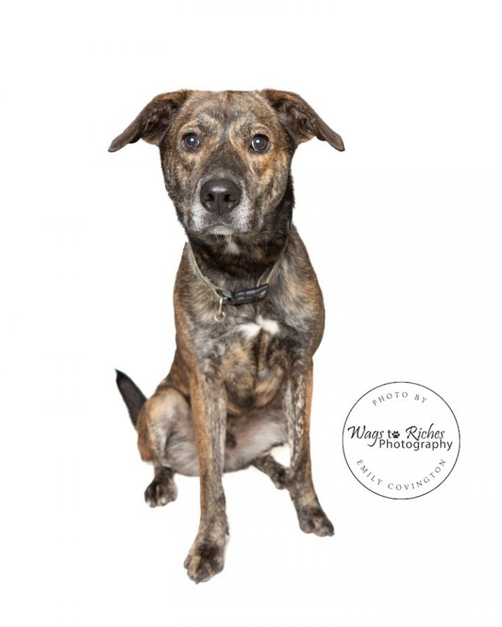 Toby, an adopted Mountain Cur & Shepherd Mix in Tuscaloosa, AL_image-3