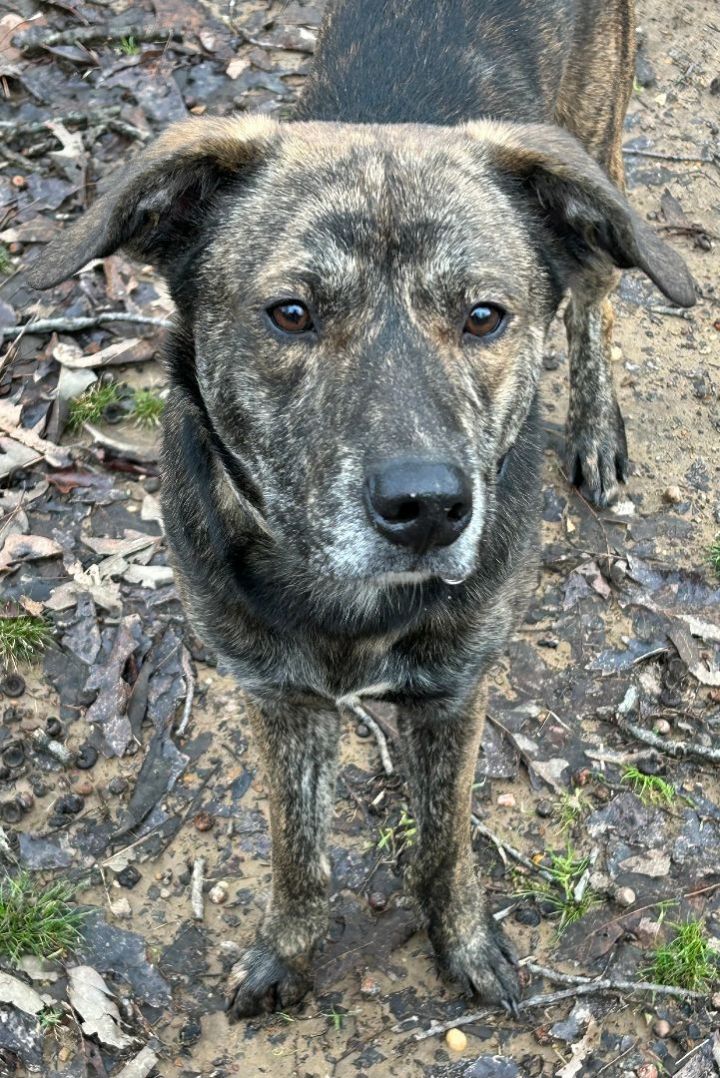 Toby, an adopted Mountain Cur & Shepherd Mix in Tuscaloosa, AL_image-4