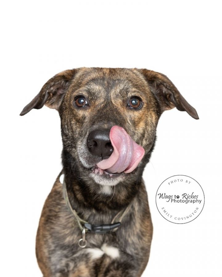 Toby, an adopted Mountain Cur & Shepherd Mix in Tuscaloosa, AL_image-5