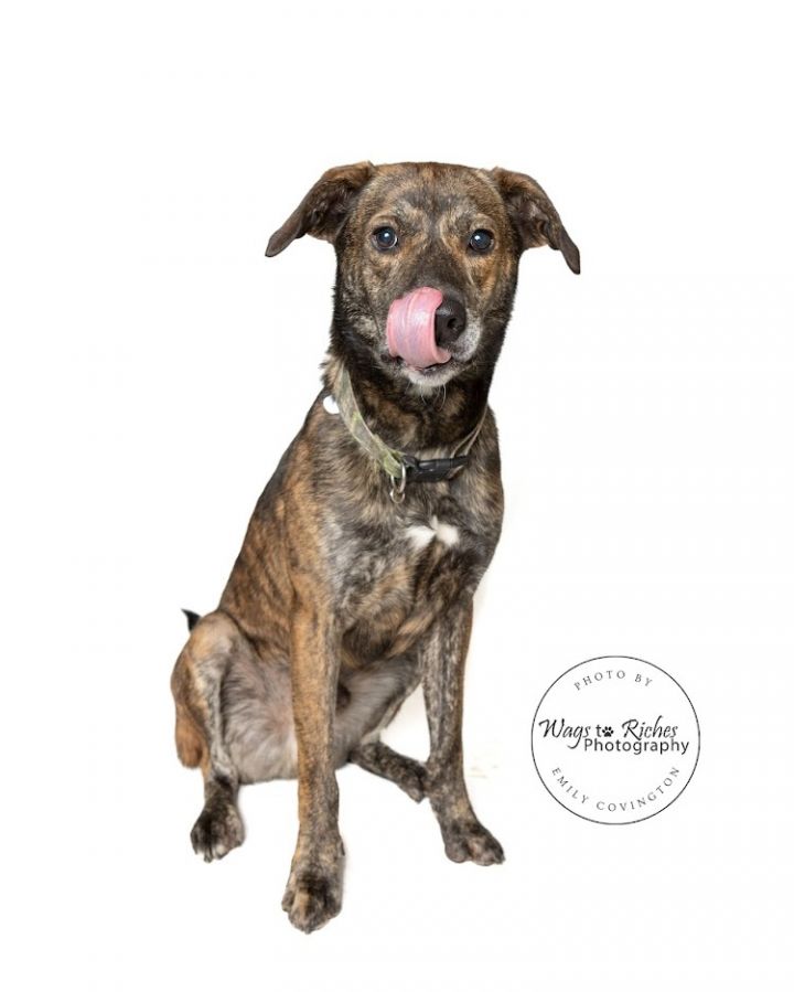 Toby, an adopted Mountain Cur & Shepherd Mix in Tuscaloosa, AL_image-6