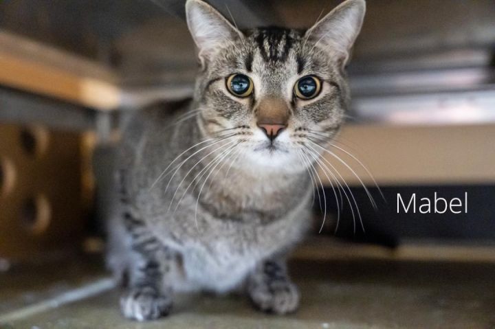 Mabel, an adoptable Tabby in Hendersonville, TN_image-2