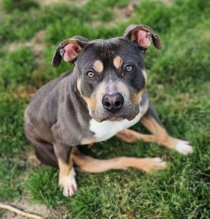 Throttle, Young Male Pit Bull Terrier