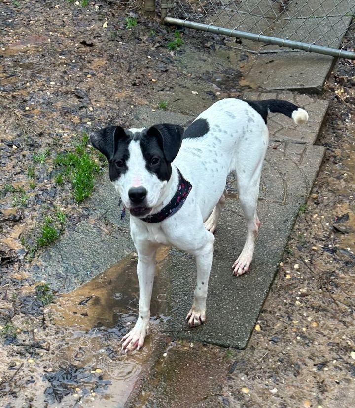 Cam, an adoptable Labrador Retriever & Hound Mix in Tuscaloosa, AL_image-4