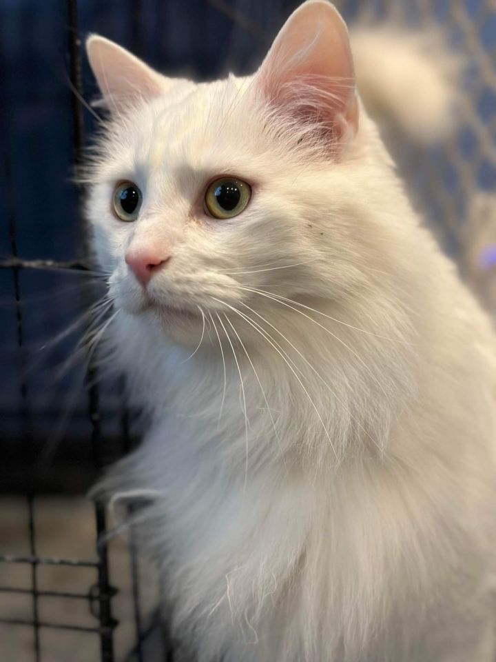 Long haired angora sales cat