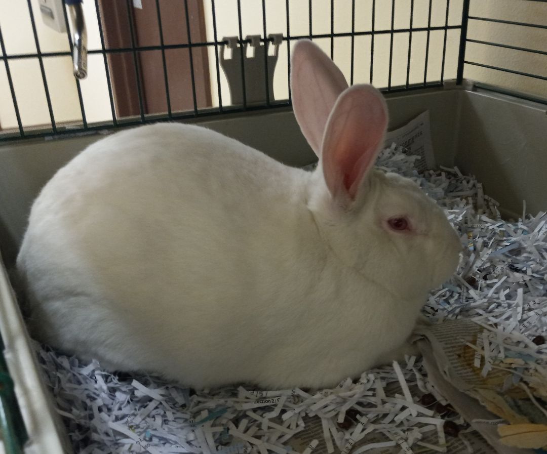 Rabbit for adoption - Thumper, an American in Clayton, NJ | Petfinder