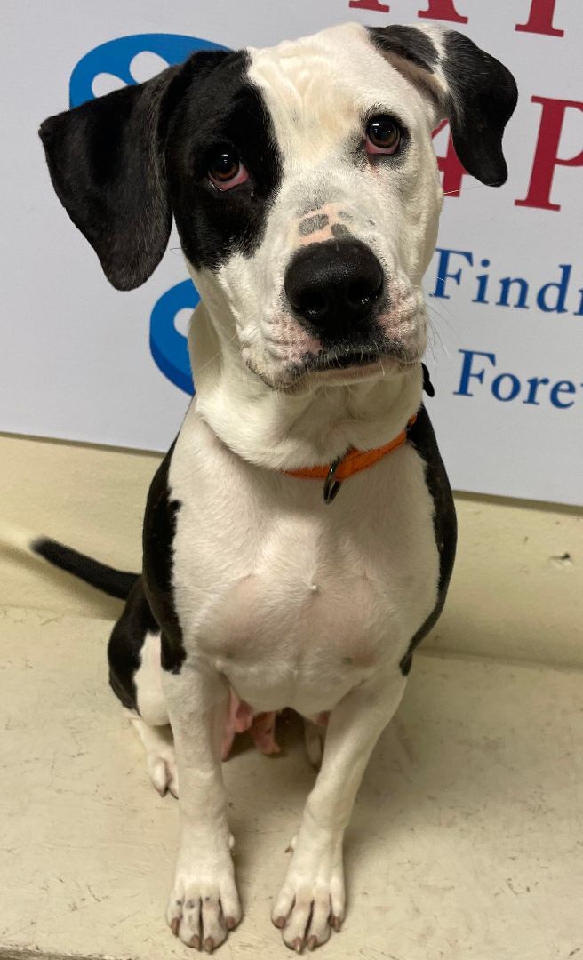 Miley, an adoptable Hound, Labrador Retriever in Las Vegas, NV, 89136 | Photo Image 3