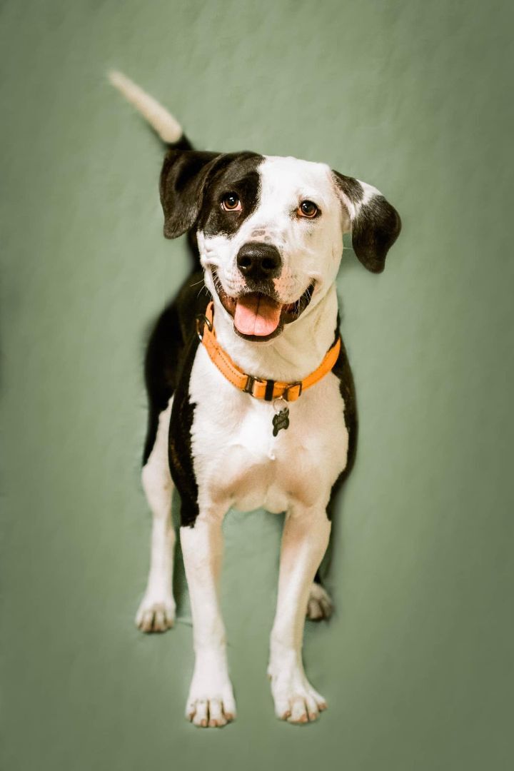 Miley, an adoptable Hound, Labrador Retriever in Las Vegas, NV, 89136 | Photo Image 5
