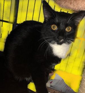Spazzy, Young Female Domestic Short Hair