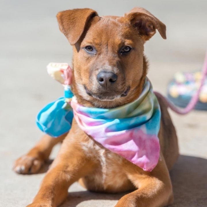Red Bean Paste , an adoptable Bullmastiff & Cattle Dog Mix in Springfield, MO_image-2
