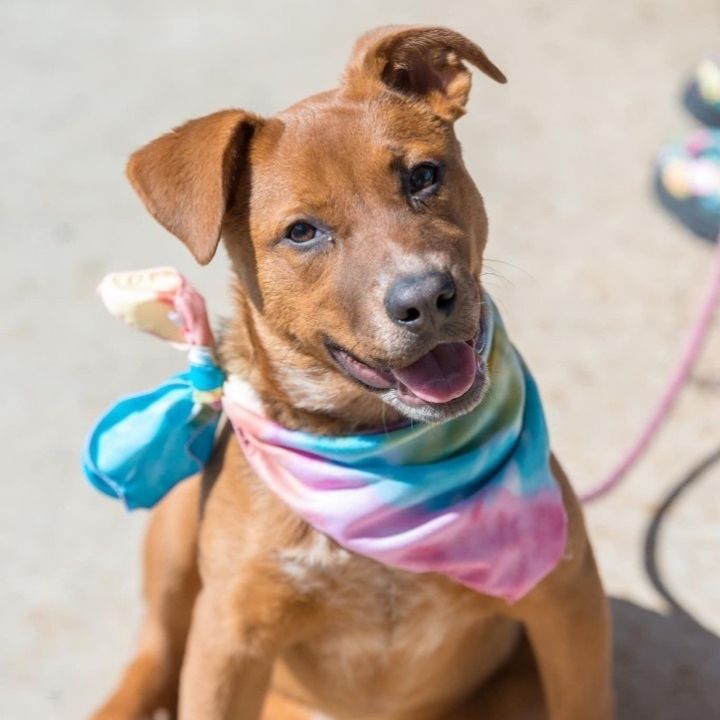 Red Bean Paste , an adopted Bullmastiff & Cattle Dog Mix in Springfield, MO_image-1