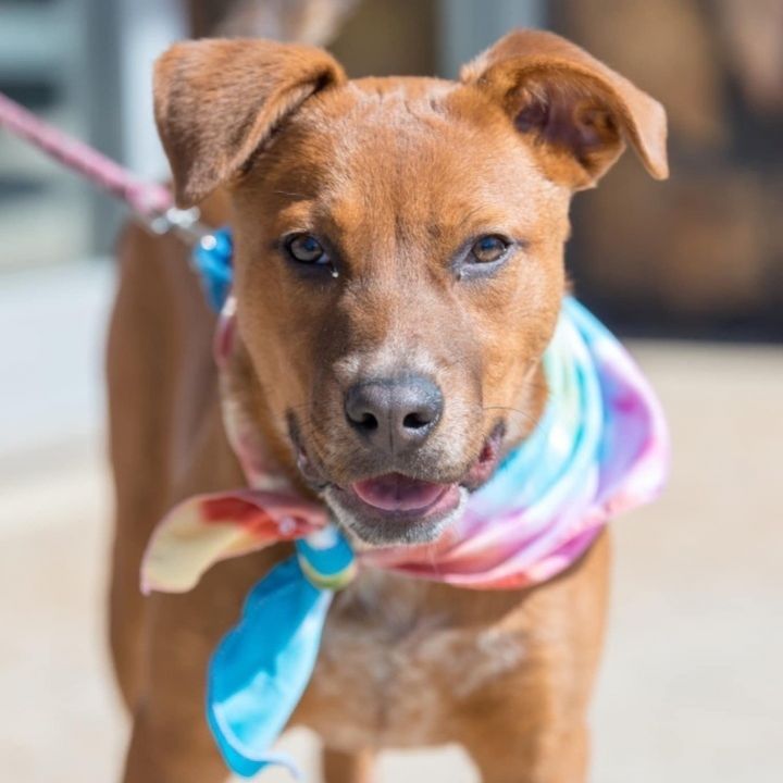 Red Bean Paste , an adoptable Bullmastiff & Cattle Dog Mix in Springfield, MO_image-5