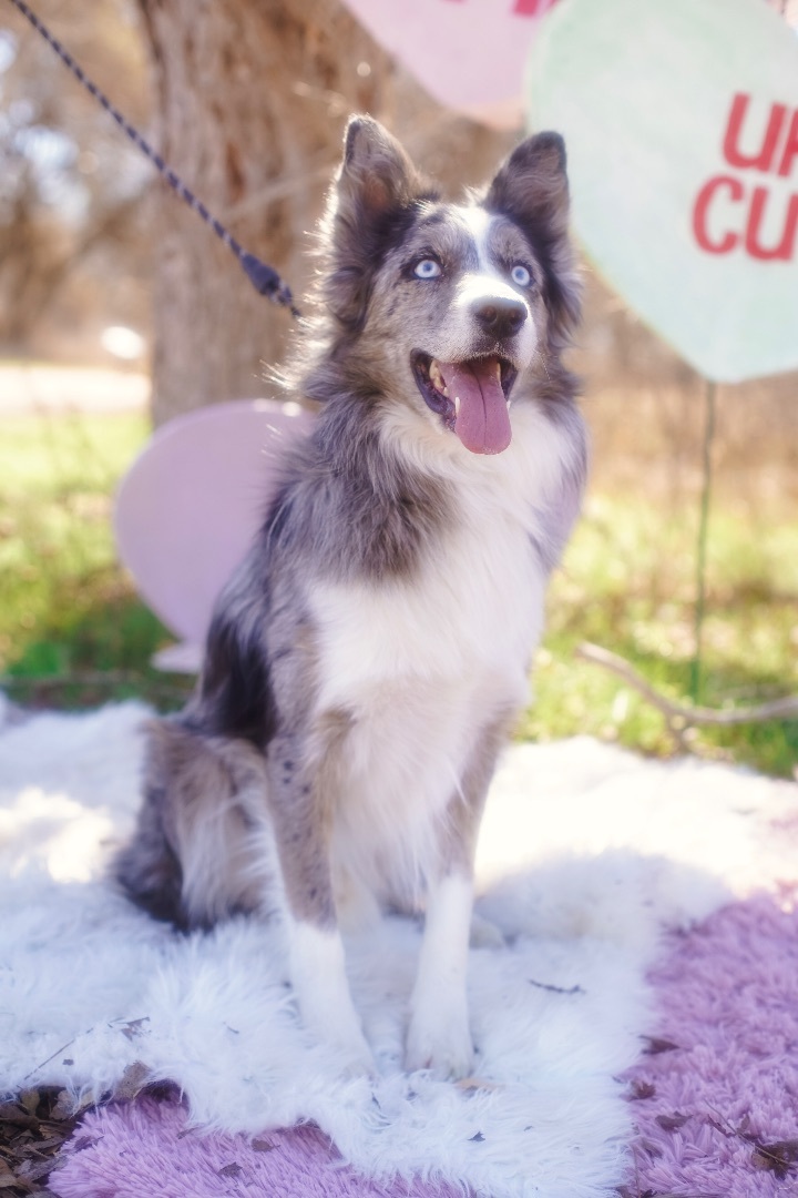 are australian shepherds high strung