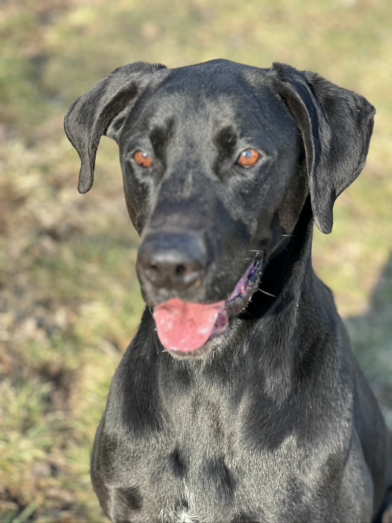 Great dane best sale mixed with lab