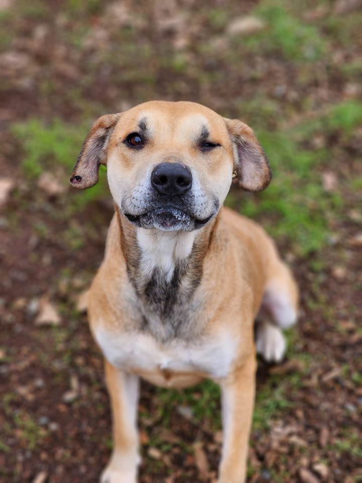 Dale, an adopted Shar-Pei & Shepherd Mix in Grants Pass, OR_image-1