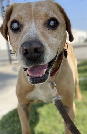 CORNBREAD (Blind Senior) Treeing Walker Coonhound Dog