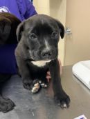 BISCUIT's profile on Petfinder.com