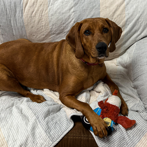 Coonhound stuffed outlet animal