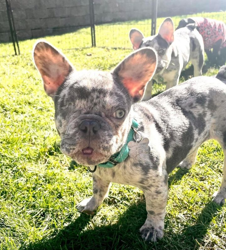 Dog for adoption - COOKIE!!, a French Bulldog in Citrus Heights, CA