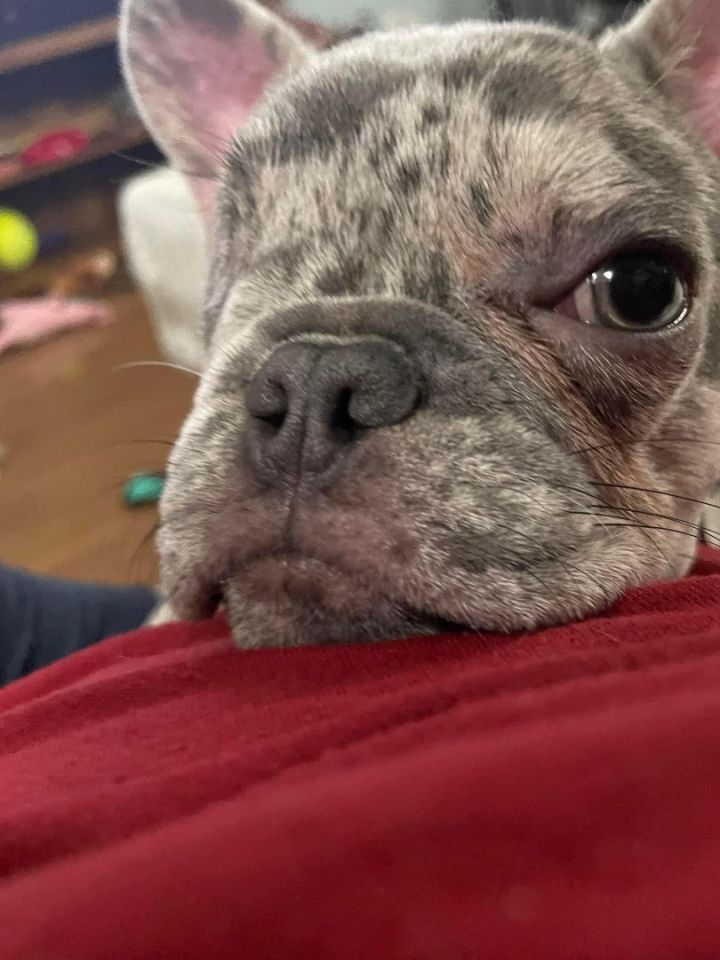 Dog for adoption - COOKIE!!, a French Bulldog in Citrus Heights, CA