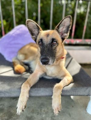 Taina our beautiful Belgium Shepherd mix is sweet smart sensitive and completely devoted to fam