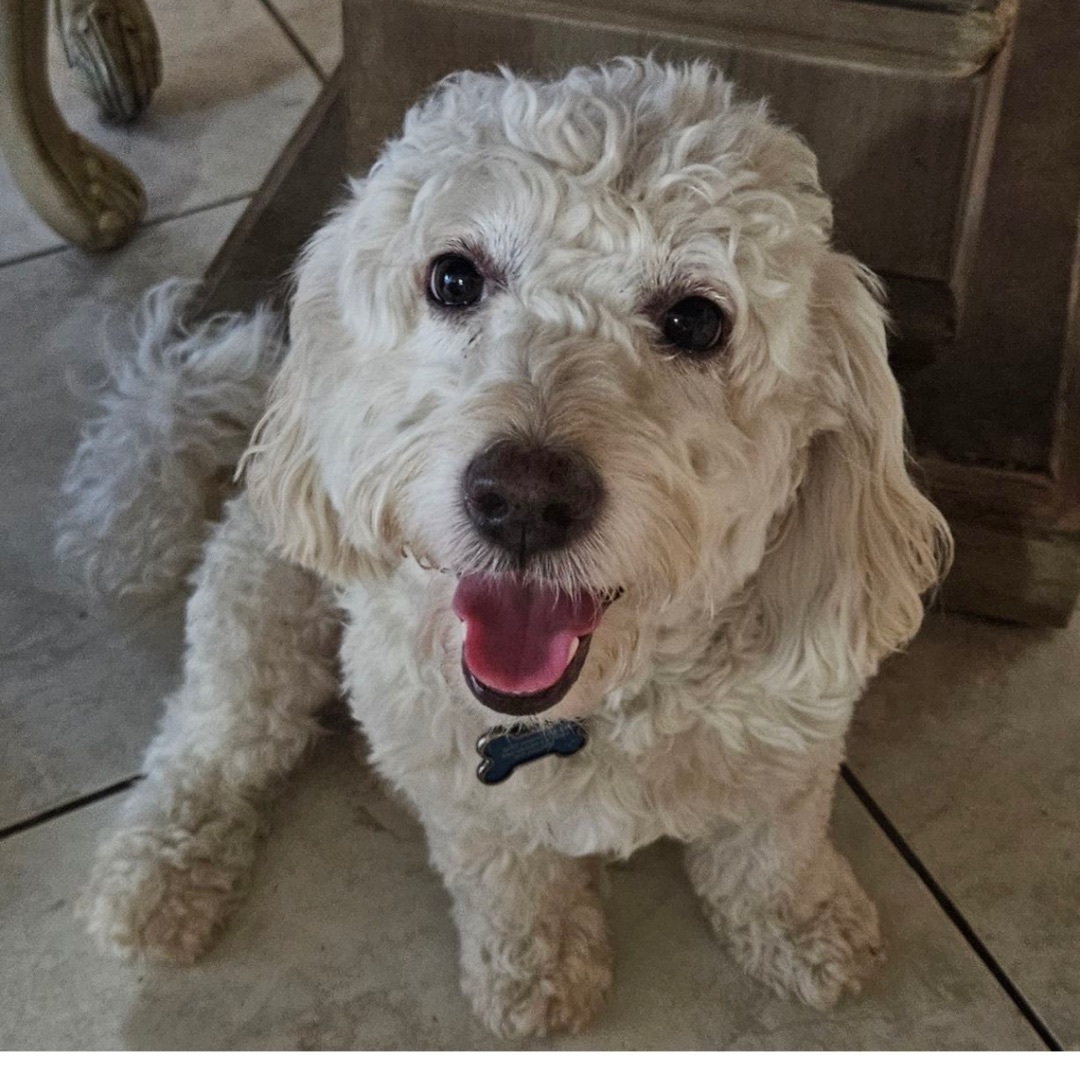 Journey , an adoptable Cockapoo in La Palma, CA, 90623 | Photo Image 1